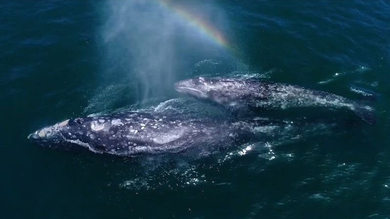 Velryby vytvořily nad hladinou duhu